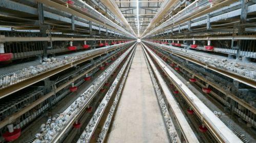 退伍不褪色 老兵携老兵共谱致富经——宾川县退伍军人创办合作社助农增收纪实